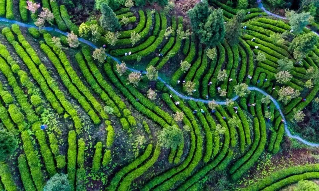 科技赋能产业振兴,科技赋能三农