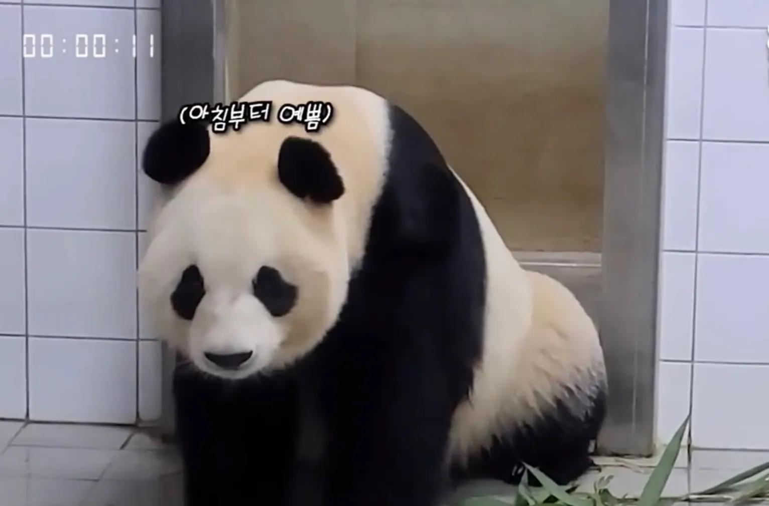 央妈也蹭热度官宣爱宝二胎，宝家族自然繁育的故事，再次开花结果