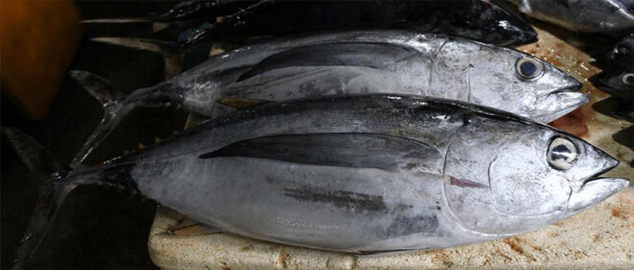 苏州太仓引进日本海鲜,江苏太仓组团出海抢订单