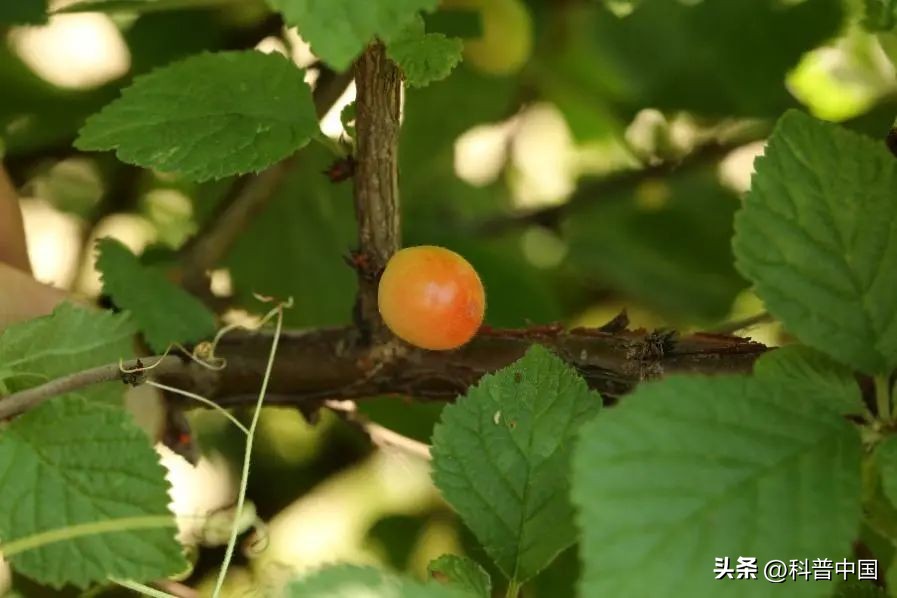 买到的樱桃尝起来怎么有农药味,樱桃有农药