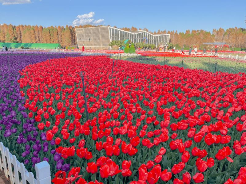 春天昆明赏花有哪些景点,春天来春城昆明7大赏花好去处