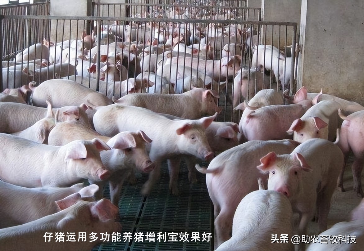 如何提高育肥羊经济效益,育肥猪养殖项目目的是什么