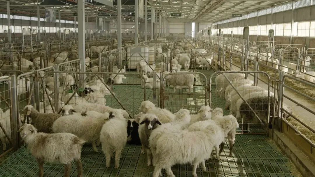 拼多多的资本思维,拼多多的商业逻辑思维