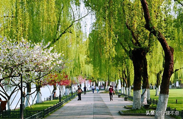 荷花十里桂三秋：十二首著名诗词，领略杭州的诗意之美