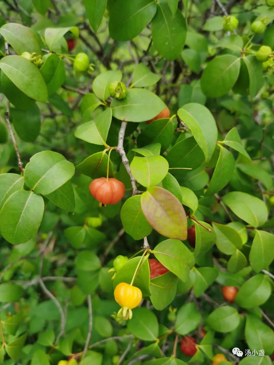 红果仔有什么寓意,红果仔吃了对身体有什么益处