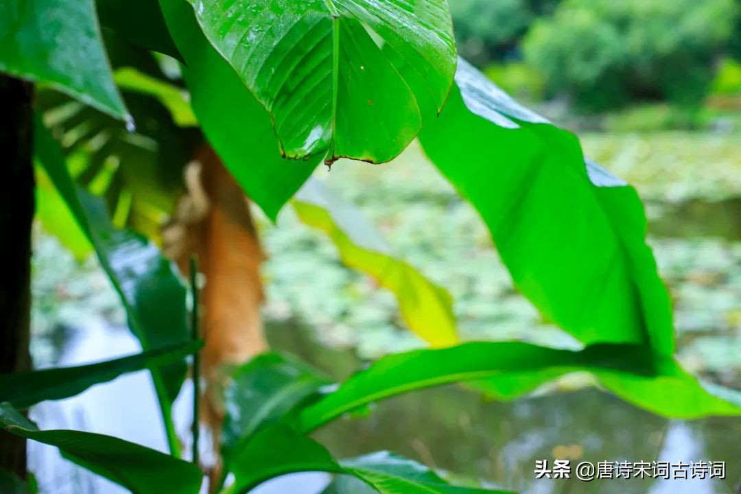 红了樱桃绿了芭蕉国画,流光把人抛红了樱桃绿了芭蕉意思