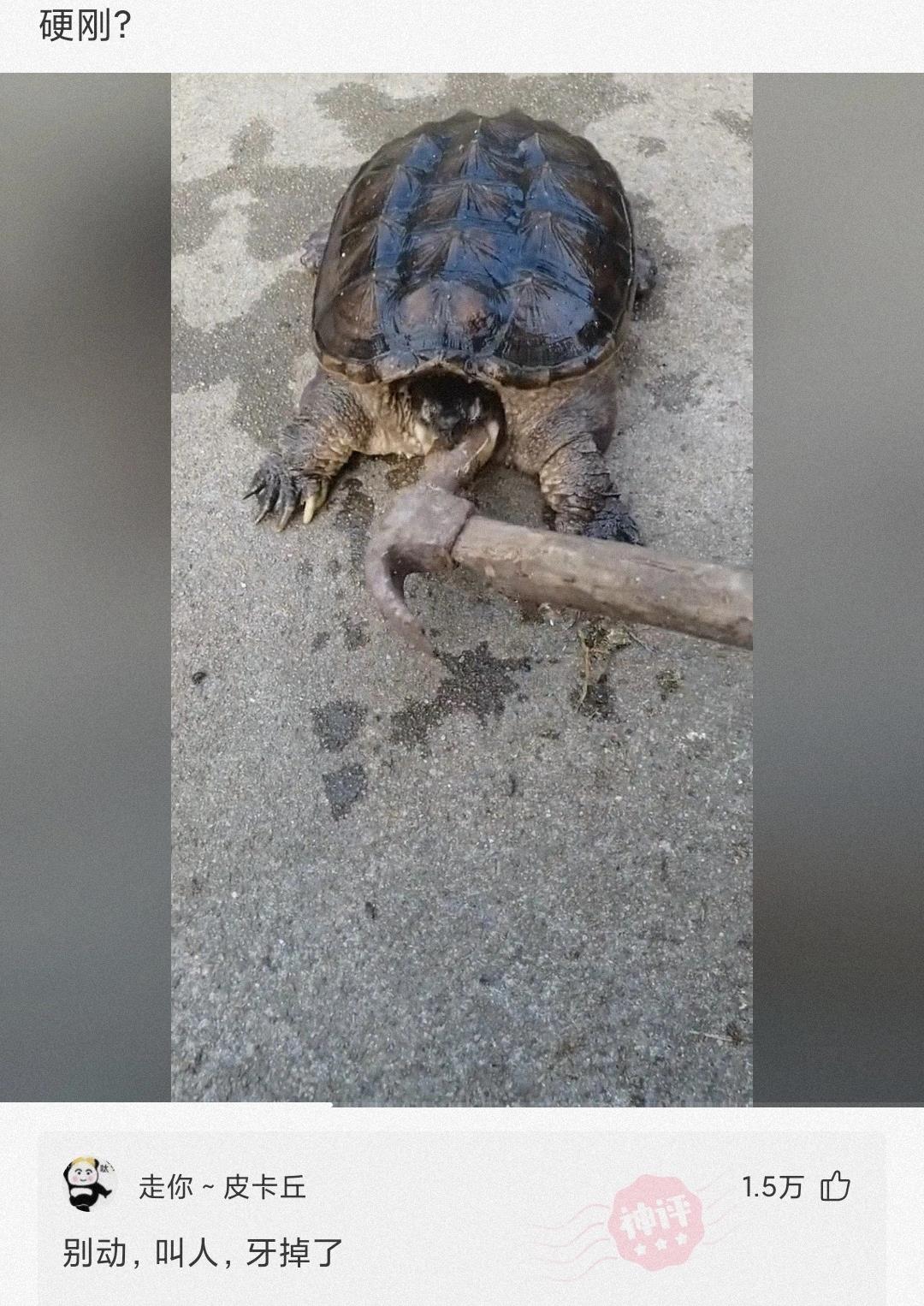 室友新买的蚊帐怎么感觉怪怪的,为什么刚买的蚊帐总感觉哪里不对