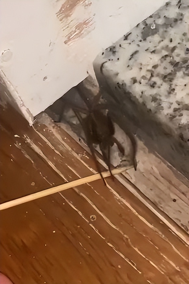 在家中发现巨大蜘蛛,家里发现巨大蜘蛛差点吓死