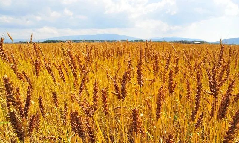 五谷杂粮食物图片大全大图,五谷杂粮图片大全大图真实