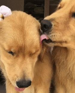 狗狗还会关心人,狗狗频繁繁育