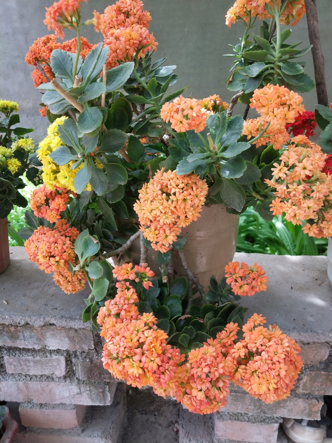 长寿花叶子小怎么处理,长寿花叶子小掉叶子是怎么回事