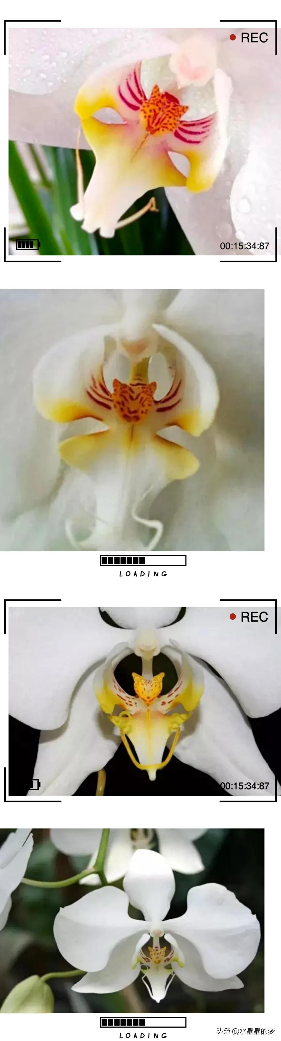 长得像兰花的兰花品种,奇葩兰花品种图片大全