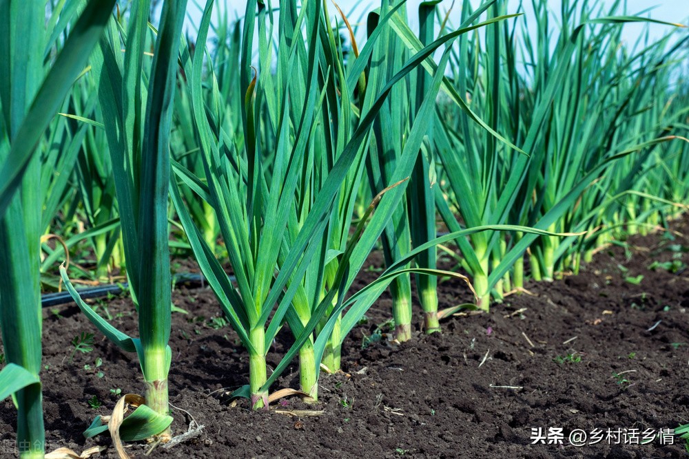 温度降到多少对小麦浇过冬水不利,气温下降麦子能浇水吗