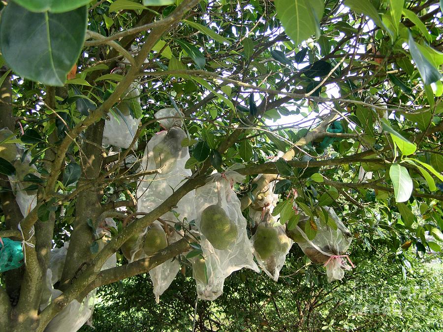 马来西亚黑刺榴莲什么时候上市,马来西亚哪个州产黑刺榴莲