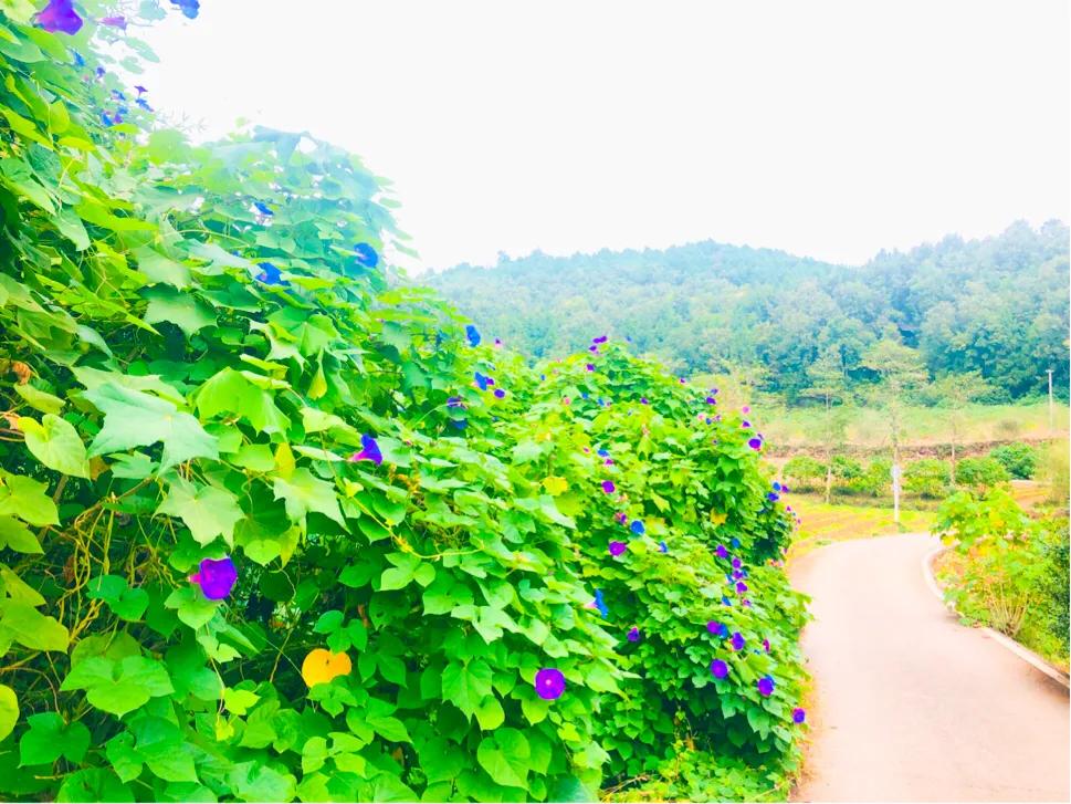 閲戝爞椴滆姳灞辫胺鍊煎緱鍘诲悧,閲戝爞椴滆姳灞辫胺娓歌