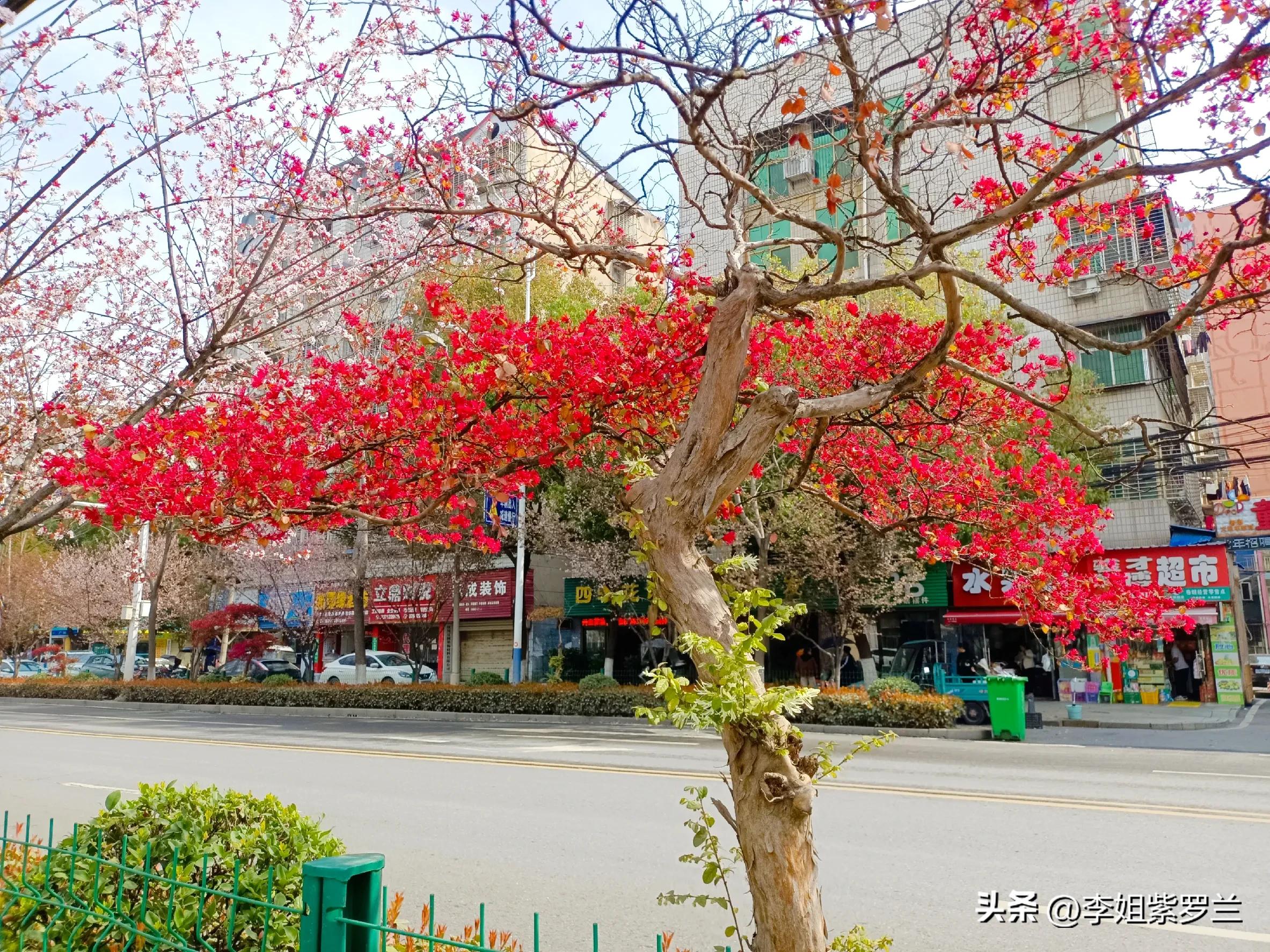 红花继木和红花檵木有什么区别,红花檵木的红花功效与作用