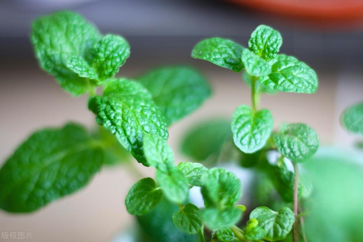 薄荷有虫如何除去,薄荷有小白虫还能吃吗