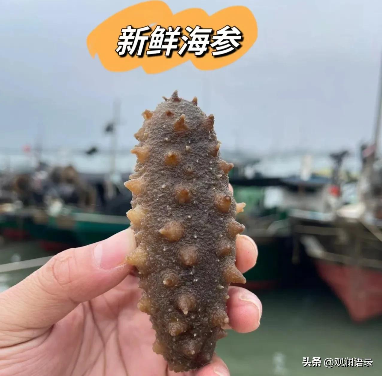 海参吃法家常做法视频,海参6种简单的家常吃法