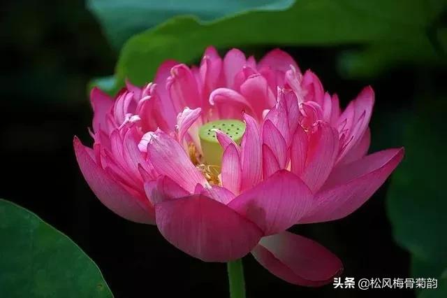 花儿朵朵开，香艳惹人爱，闻香觅花来，弄花香满衣