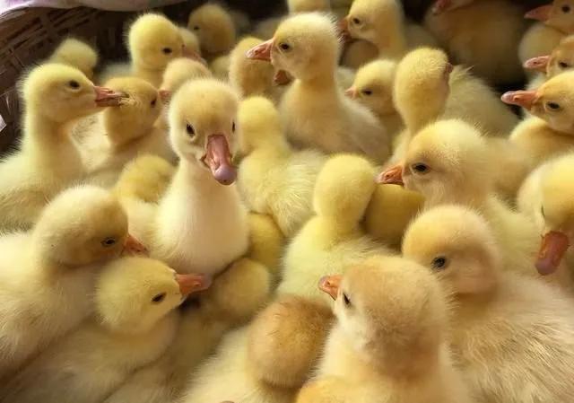 养鹅哪种最有前景,养鹅利润高不高