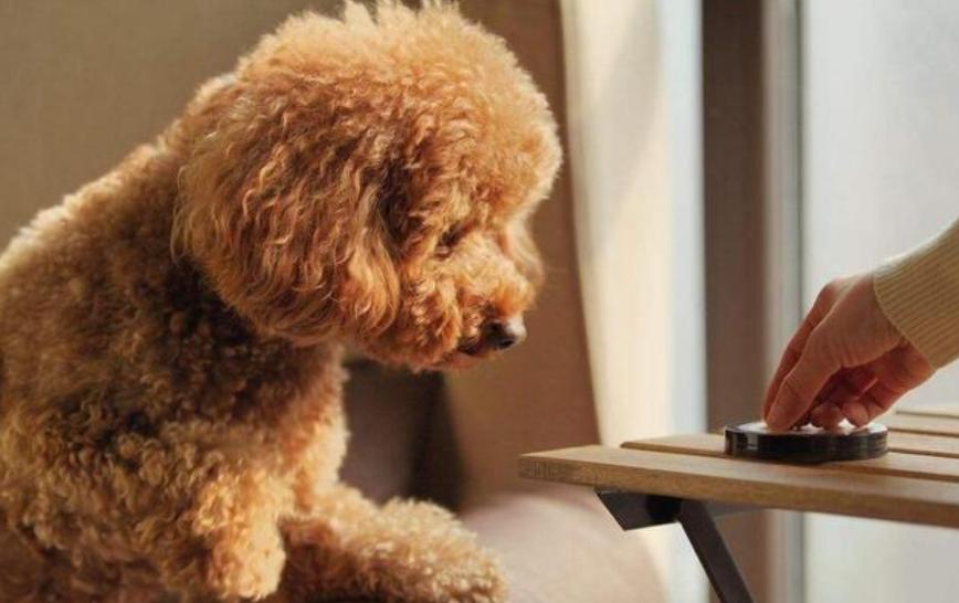 刚满月的泰迪狗不吃饭是怎么回事,泰迪狗没有精神不吃饭是什么原因