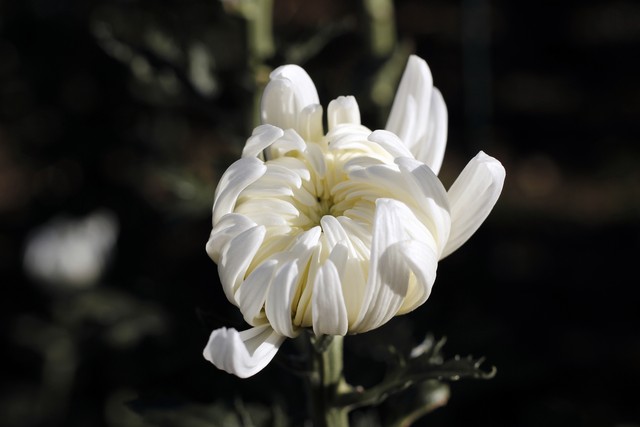 你知道花中四君子的来历吗,我们常说的花中四君子有哪些