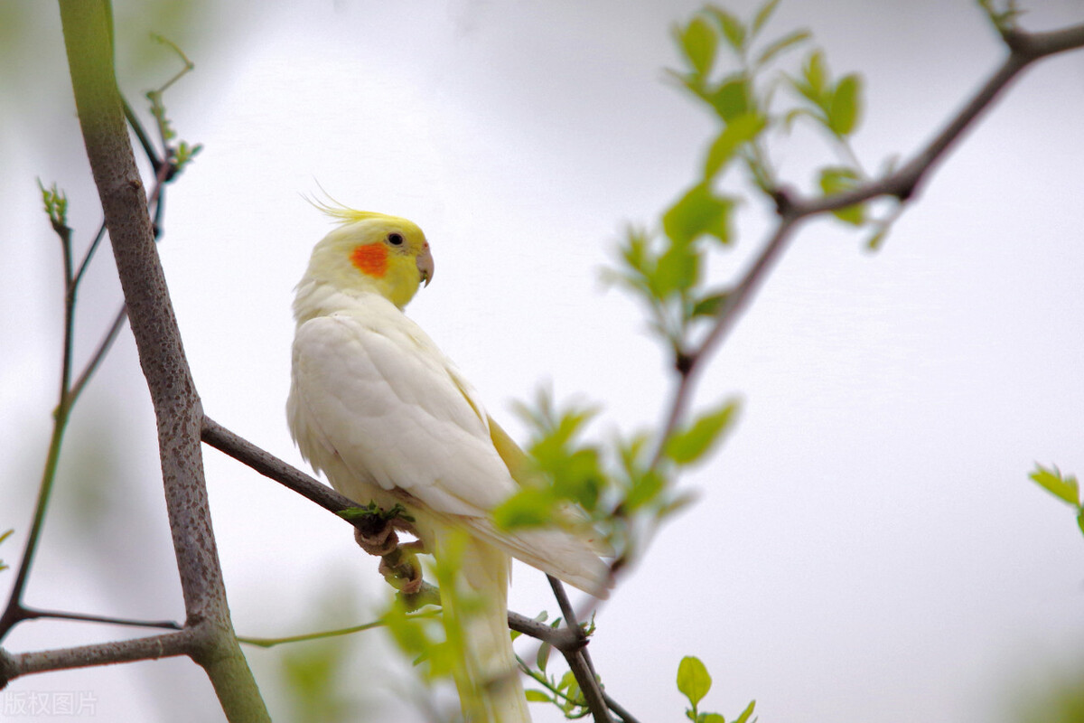 玄凤鹦鹉不爱吃食怎么办？提升鹦鹉食欲的几种方法！