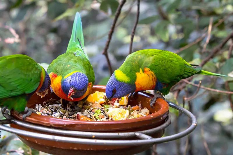 素食宠物食品,素食宠物零食有哪些品种