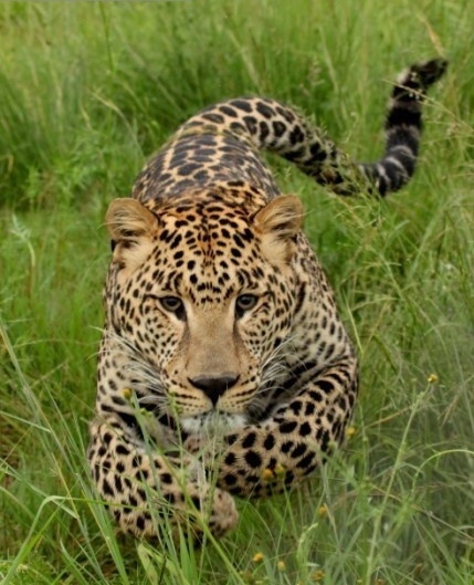 世界上没有天敌的十大动物,十大没有天敌的动物排行榜