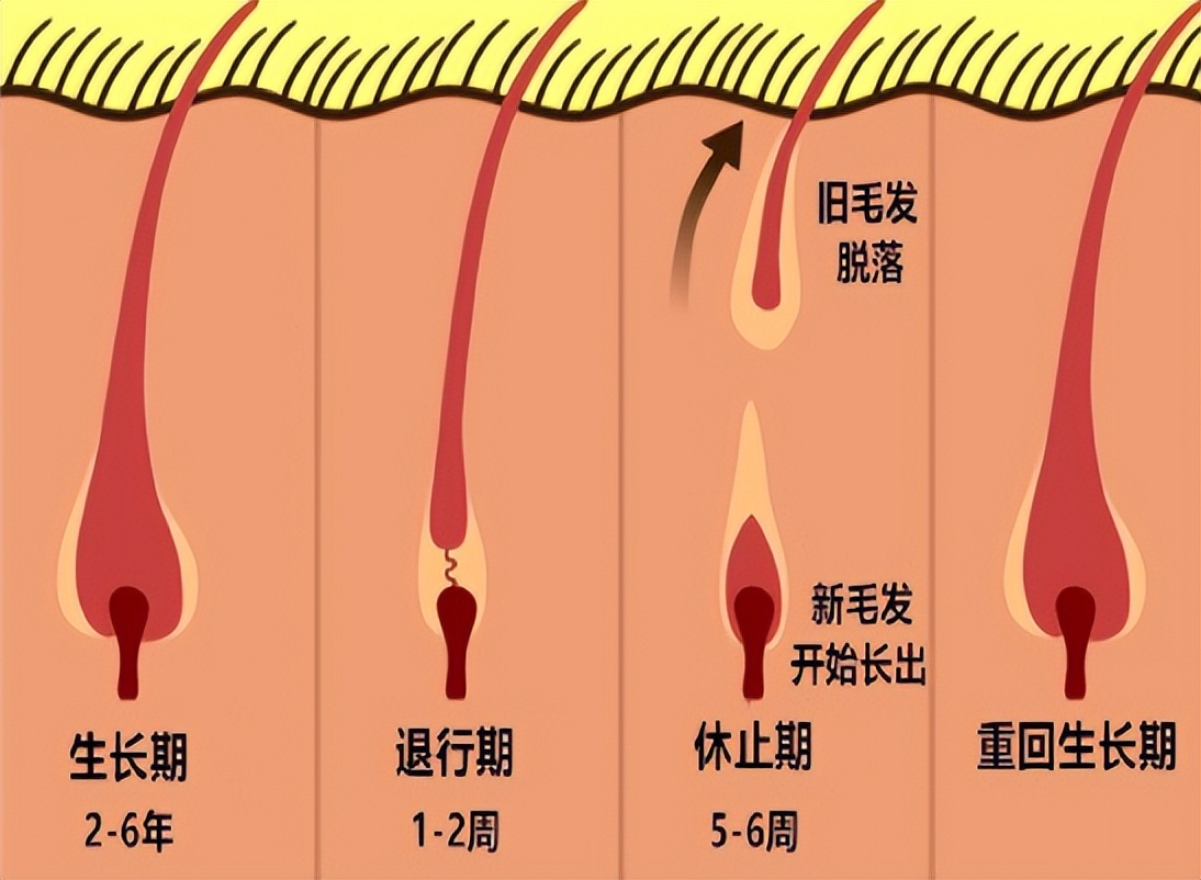 为什么头发浓密眉毛却很稀少,为什么头发是直的身上都是卷毛