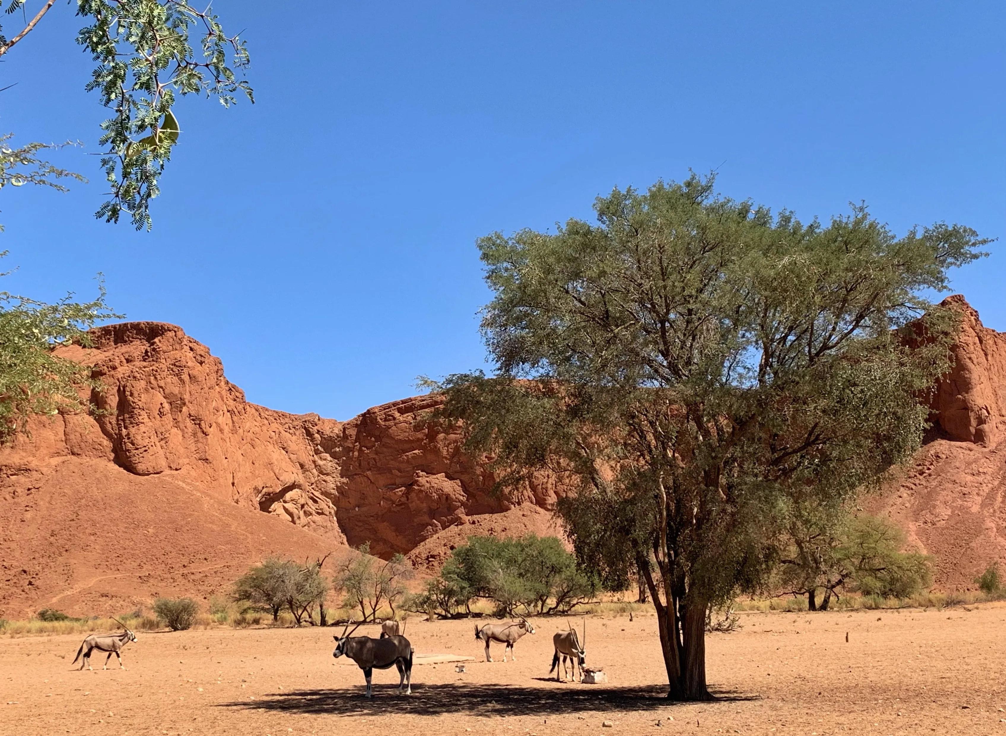 绾崇背姣斾簹绾㈣壊娌欐紶,绾崇背姣斾簹娌欐紶涔嬫梾