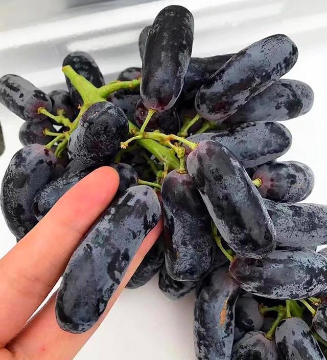 没有阳光的阳台适合种什么果树,适合南方阳台种植的果树有哪些