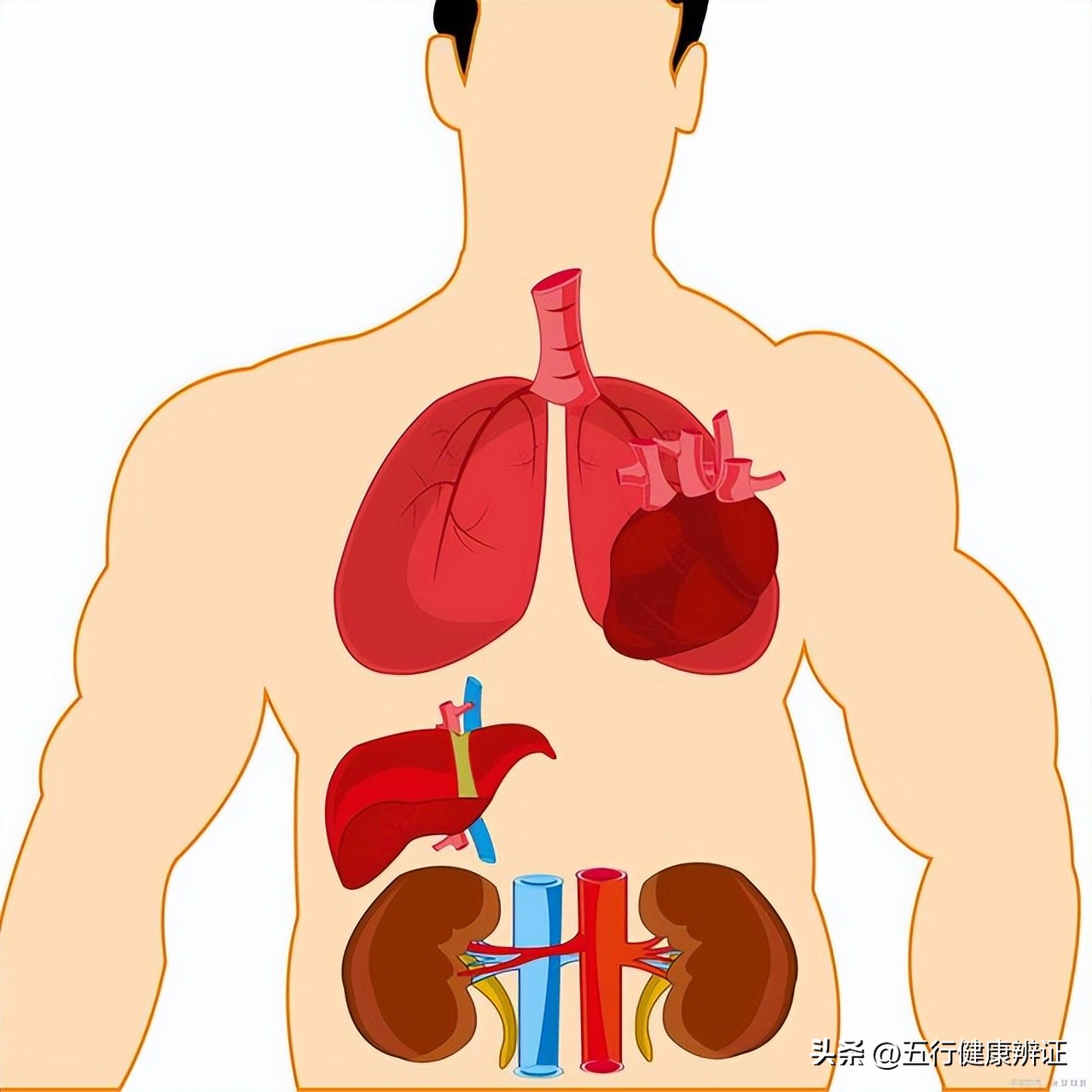 肺为肾之母中医解析,肺为五脏之阳脾为五脾之阴