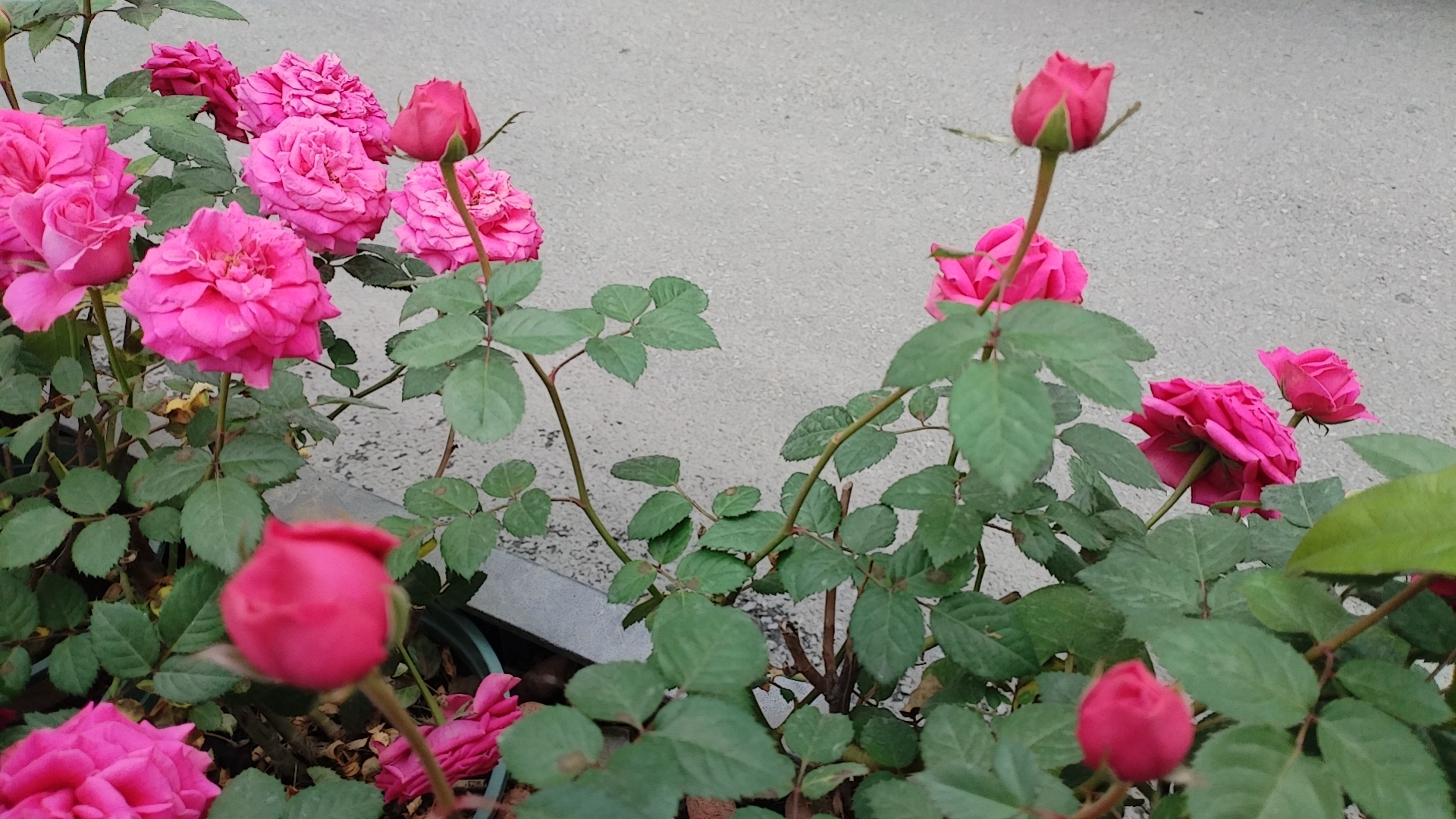 如何当好教研组长幼儿园,如何当好教研组长心得