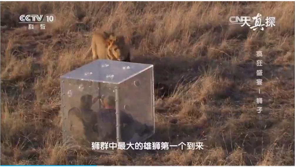 两个外国人吃狮子,两个外国人挑战被各种生物咬