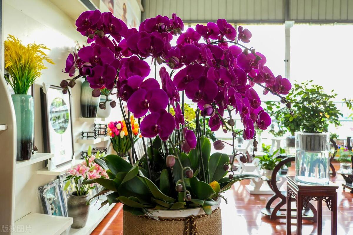 蝴蝶兰的养殖方法及注意事项,蝴蝶兰的养殖方法注意事项