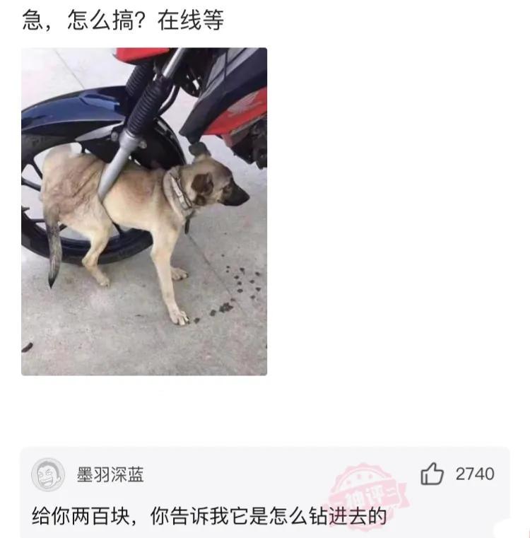 神回复:用日本的*旗国**擦屁股犯法吗?神评绝了,让我大开眼界