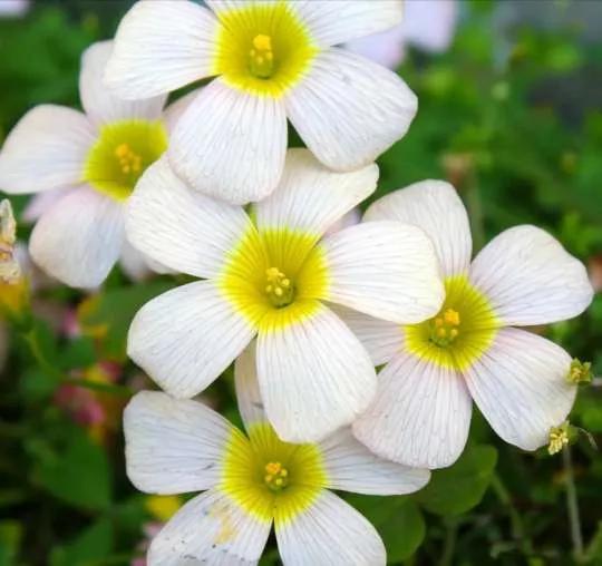 认识各种花卉名称,认识各种花的名字