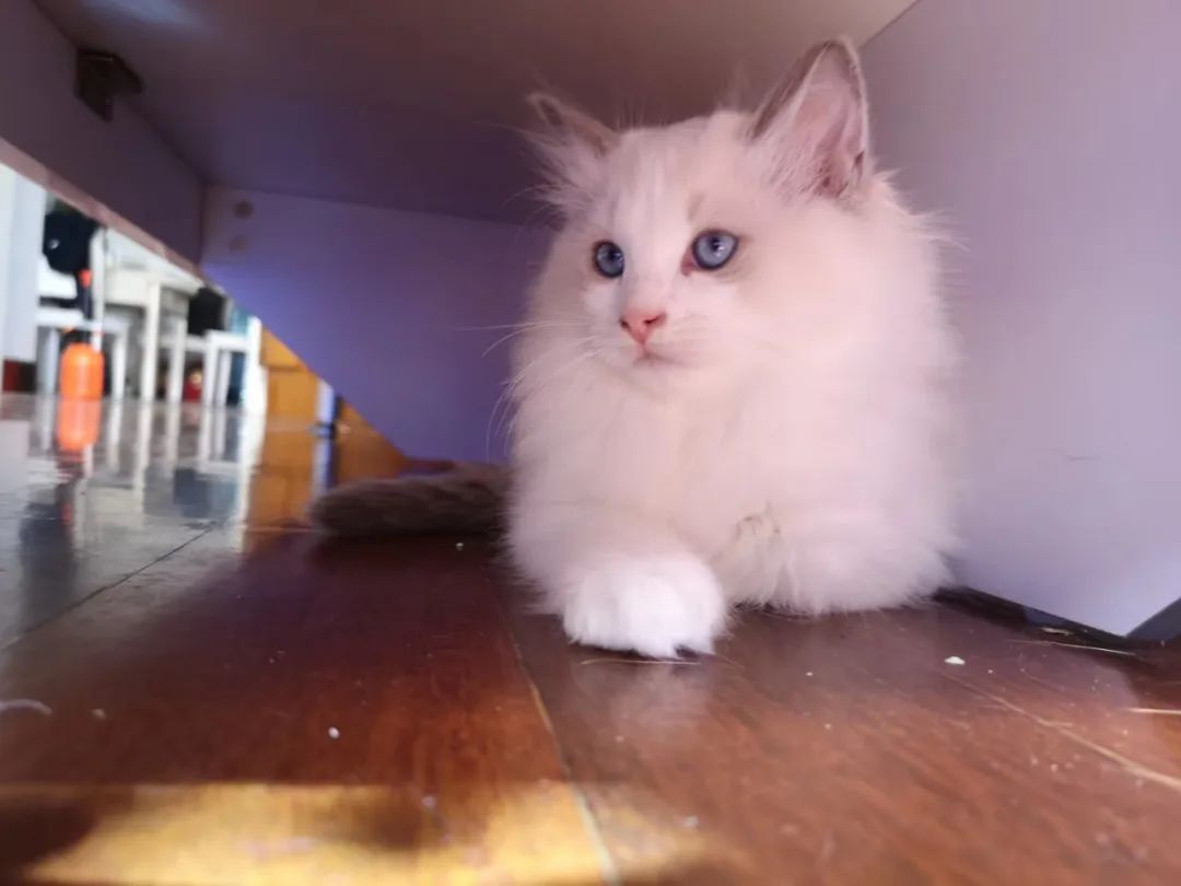 汤圆布偶猫,最好看的布偶猫汤圆