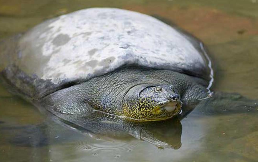 全球仅剩三只的中国神兽,全球只有三只的神兽