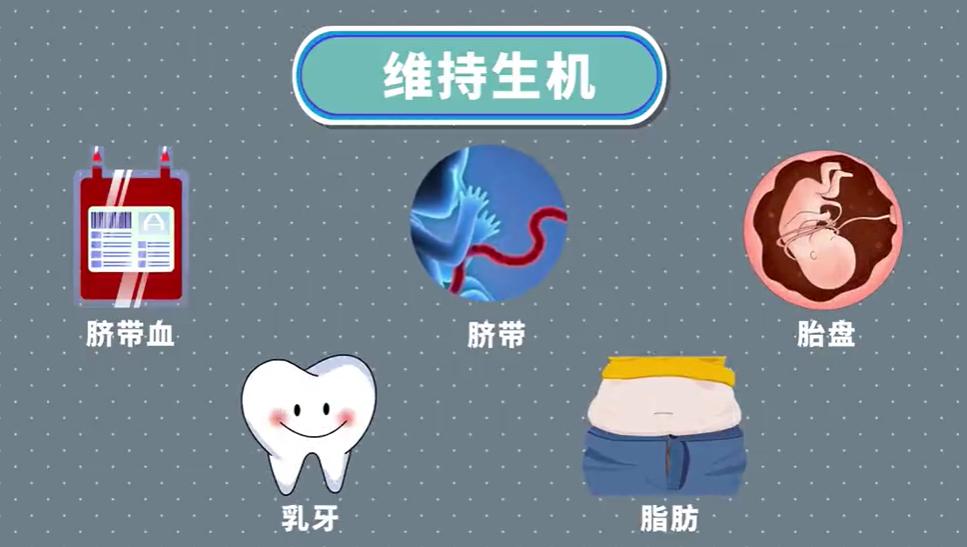 干细胞与免疫细胞究竟有何不同,干细胞与免疫细胞讲解