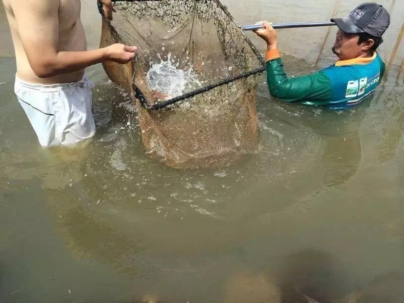 水族爱好者龙鱼,马来买的龙鱼如何带回国内