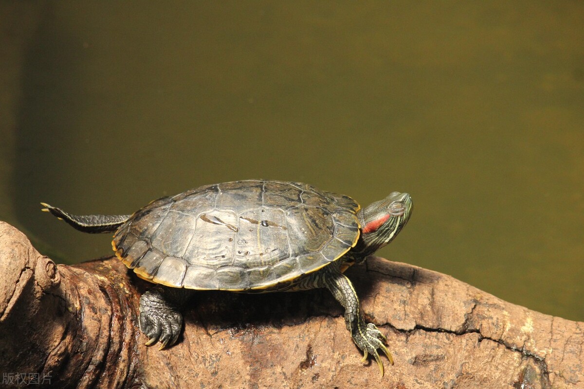 巴西龟喜欢吃什么食物啊,乌龟巴西龟最爱吃什么