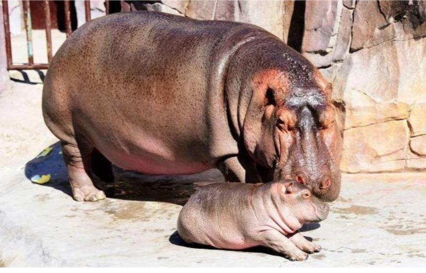 河马最怕什么凶猛的食肉动物,大型尼罗鳄与河马共存