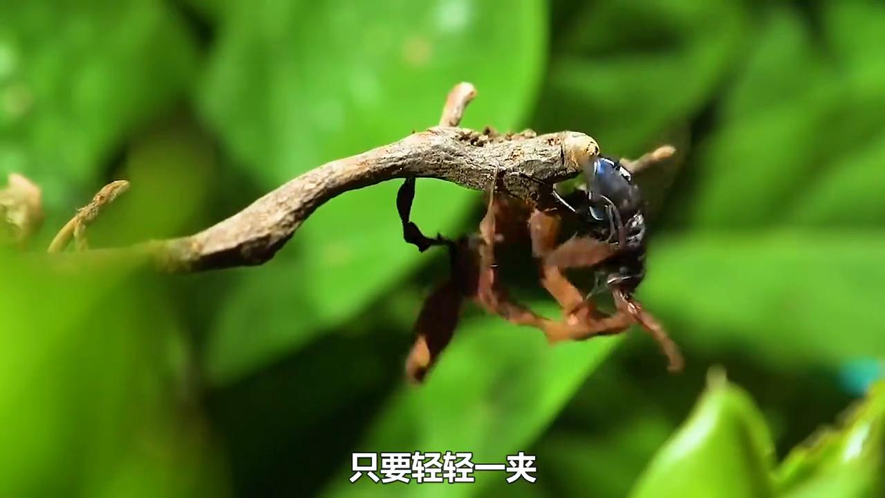 神奇大自然纪录片动物世界,神奇大自然纪录片南极