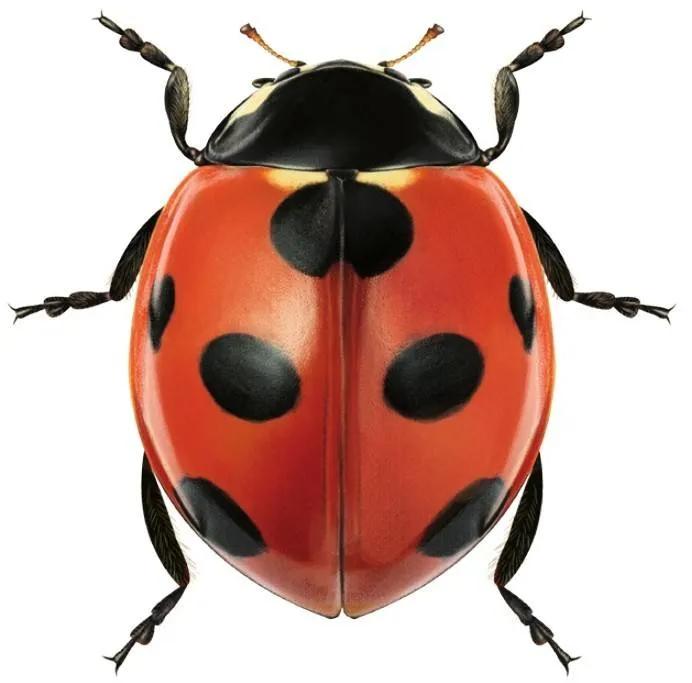 世界上有哪些有光泽的甲虫,世界上最奇葩的小甲虫