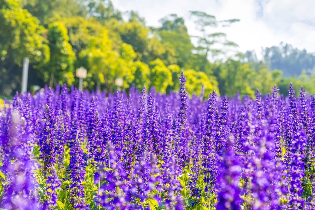 厨房摆盘花草名称大全,饭店摆盘用的的花草叫什么