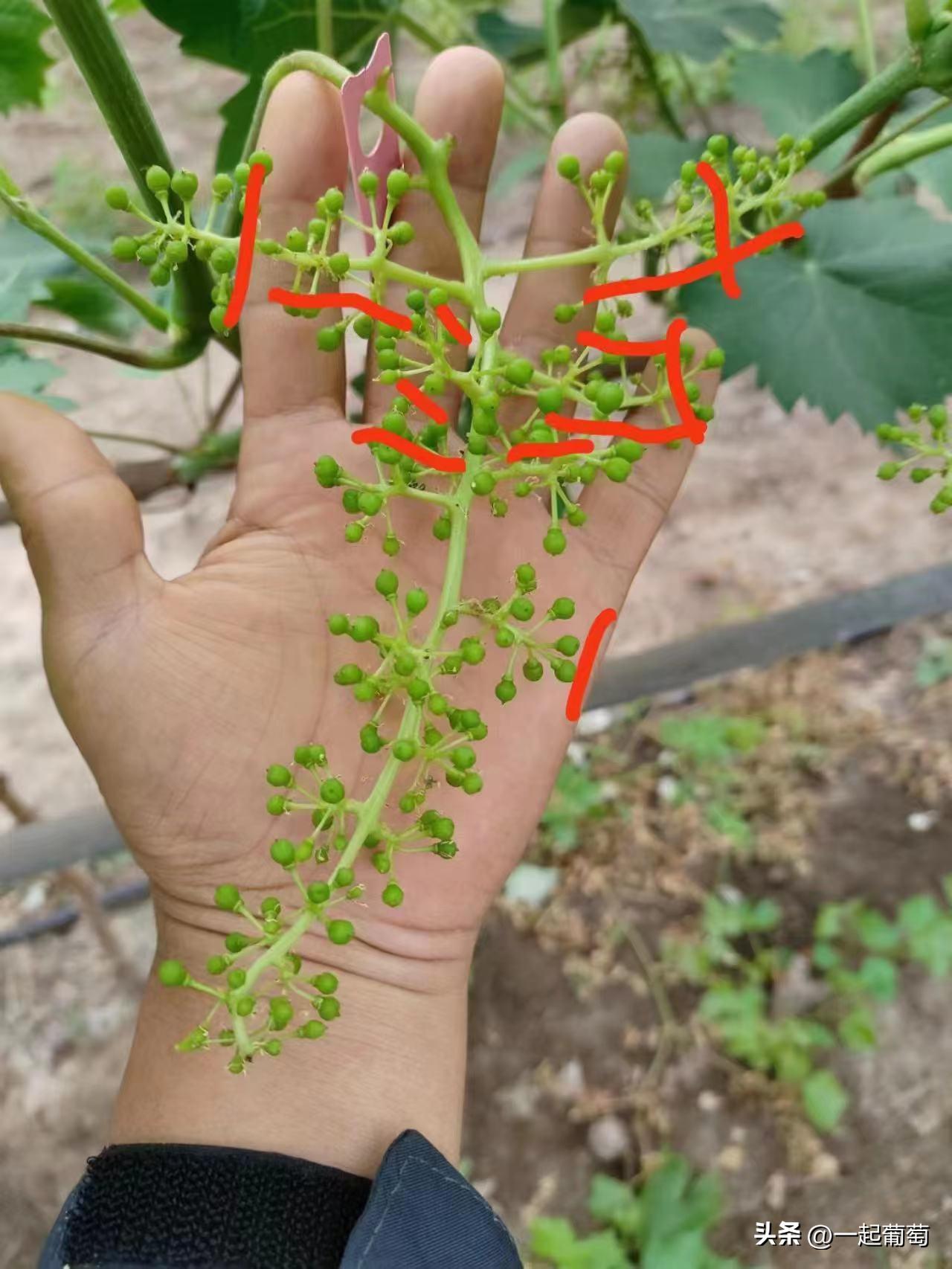 隔壁老王种植技术视频,隔壁老王种葡萄的抖音