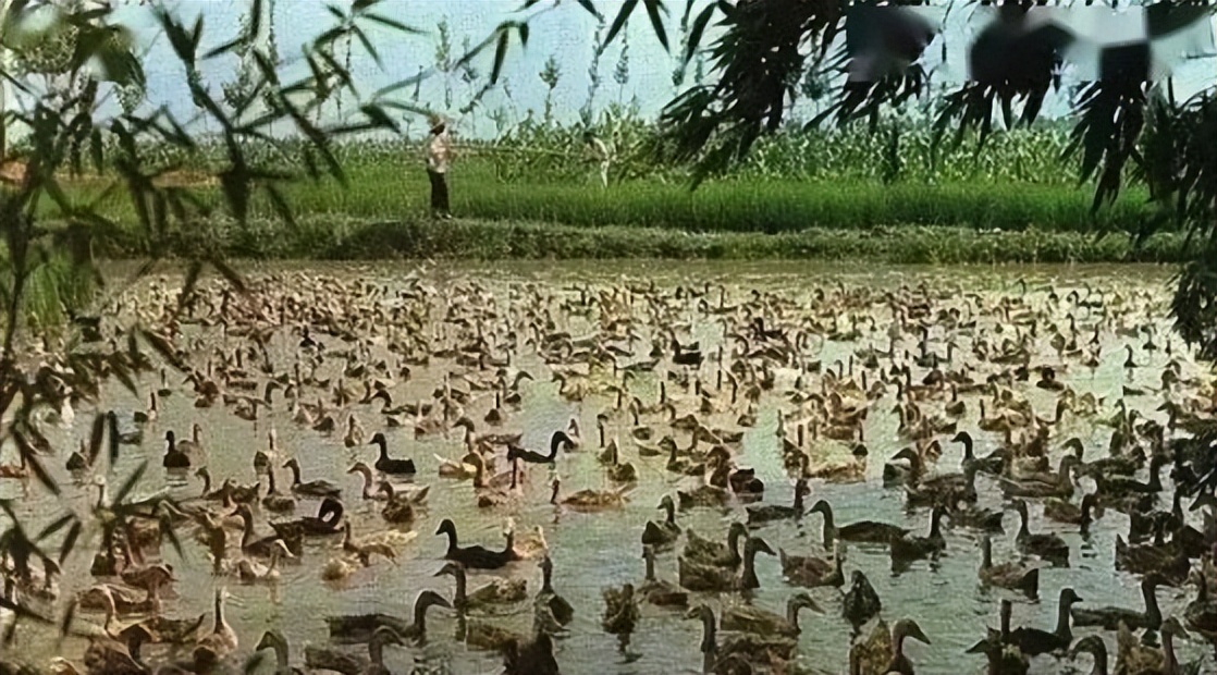 北戴河会议——社会主义制度加共产主义思想