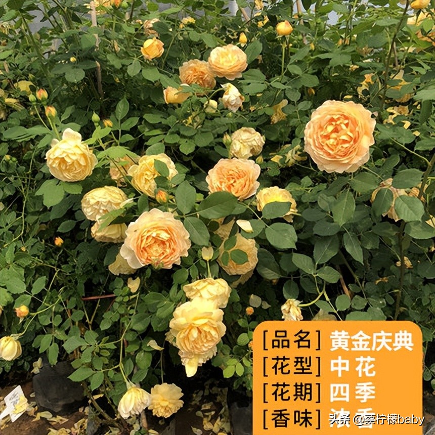 路边的蔷薇花是什么品种,哪个品种蔷薇花最好看最香